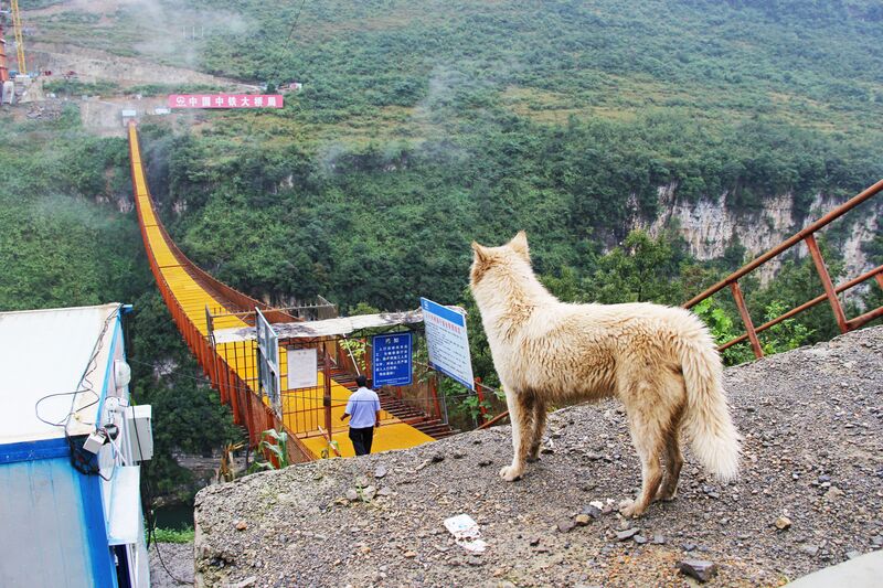 File:YachiheRailwayFootbridge&DogView.jpg