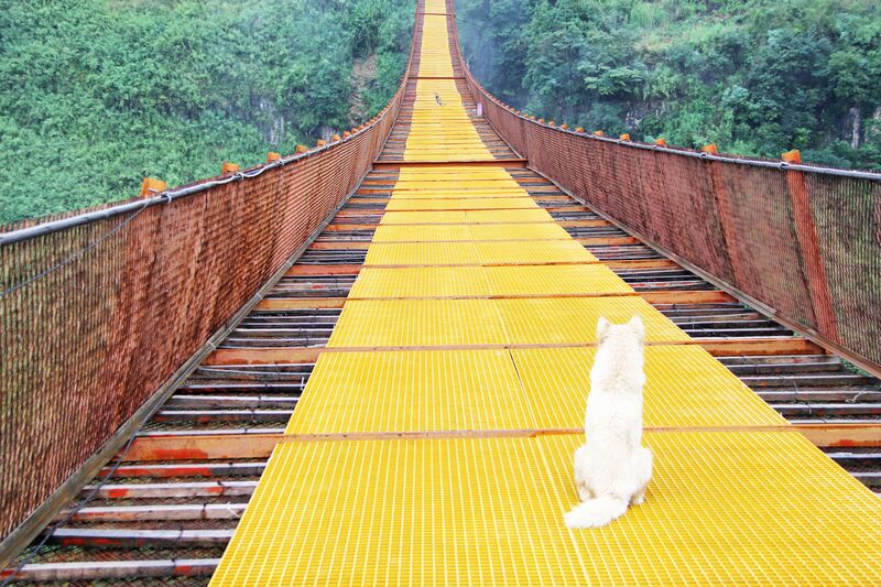 File:YachiheRailwayFootbridgeDogStandoff.jpg