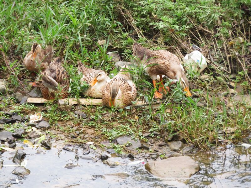 File:176GuanduheBirdsByJohnFilmer.JPG