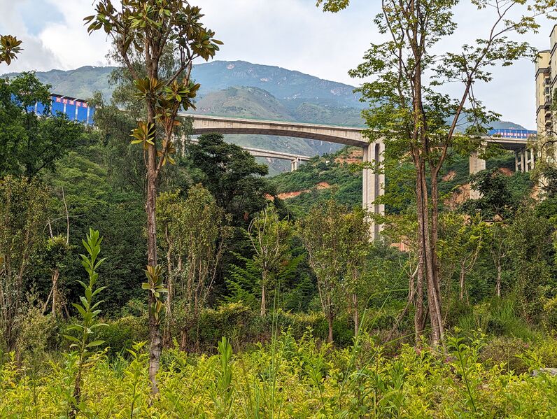 File:ShihuiyaogouTrees.jpg