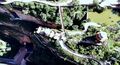 Thumbnail for version as of 09:20, 9 March 2025