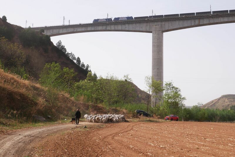 File:JinshuigouRailway Sheep.JPG
