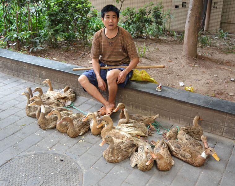 File:75DucksByGeorges copy.jpg