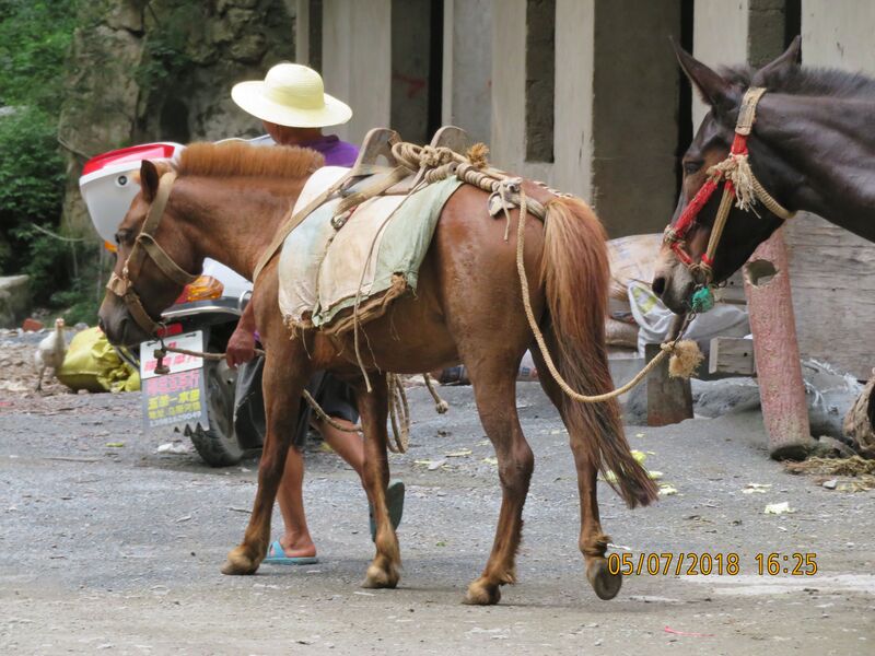 File:311GulucunDonkeyByJohnFilmer.JPG