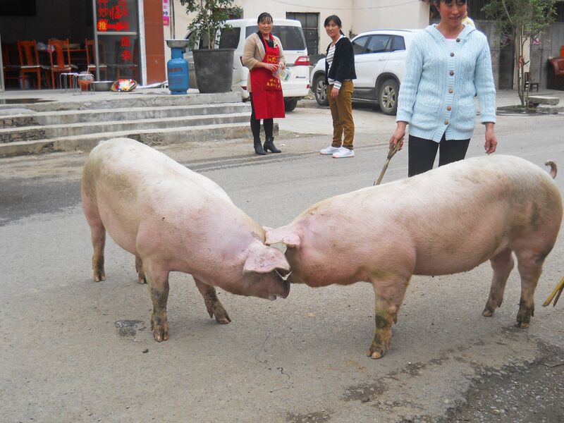 File:237PuliPigsByRachel copy.jpg