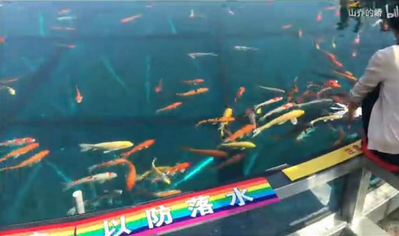 File:Niuyuzui Glass FootbridgeFish.jpg