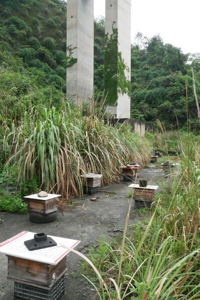 File:XishangouBees.JPG
