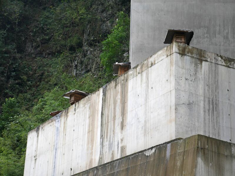 File:WangjiazhaiBees.JPG