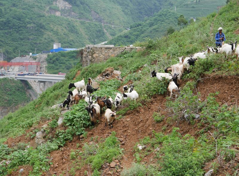 File:WujiaoPipelineAreaGoats.JPG