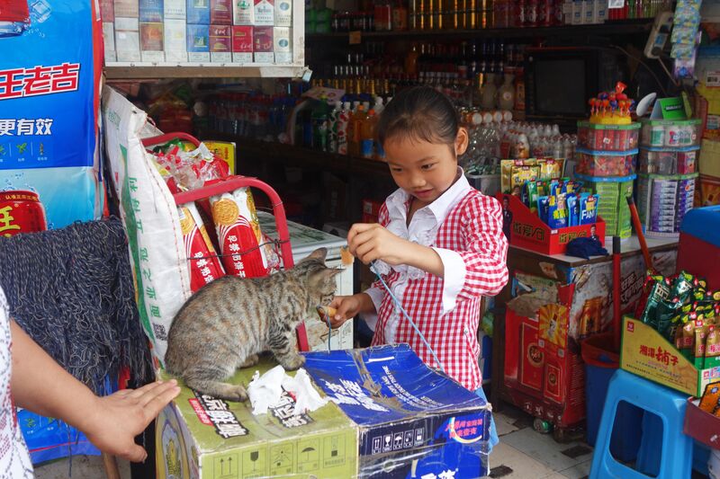 File:239GuiyangCatByDamian.jpg