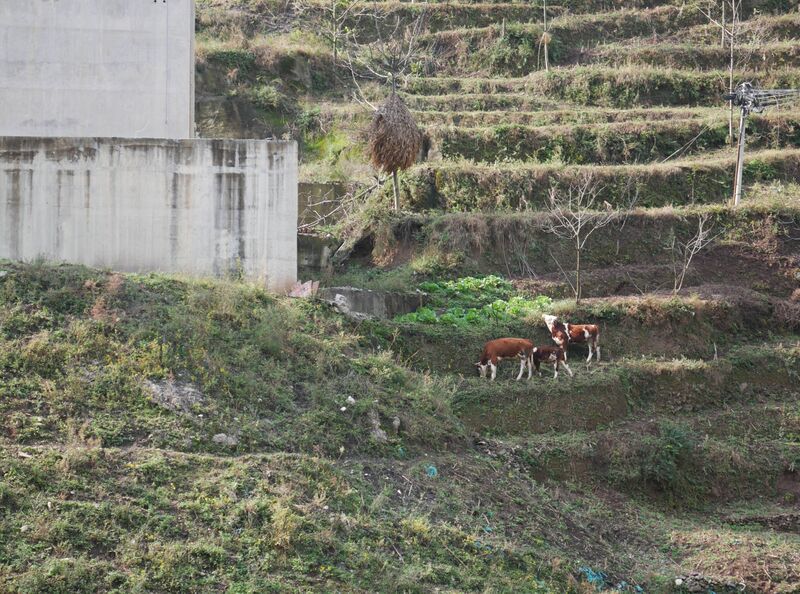 File:MoluoCows.JPG