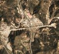 Thumbnail for version as of 09:20, 8 May 2019