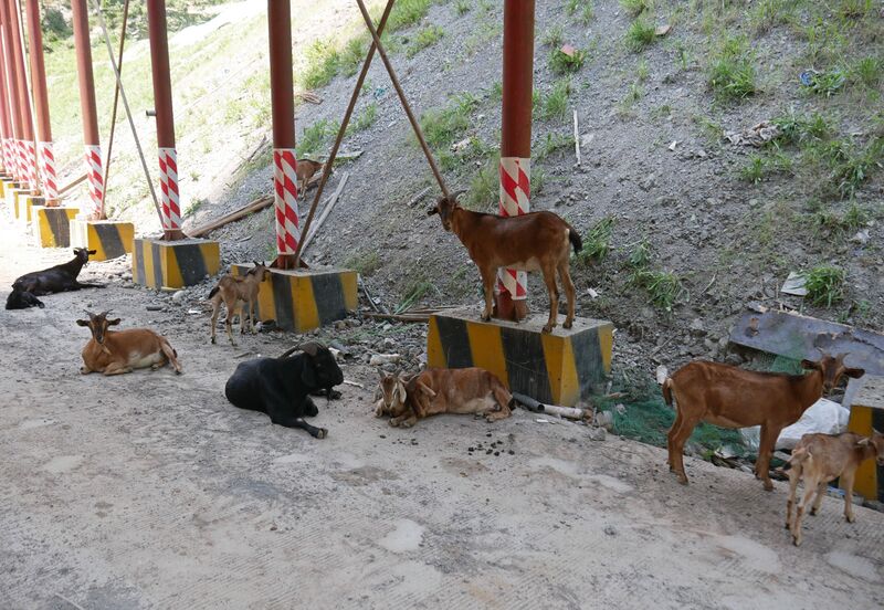 File:QingchiRoadCoverAnimals.JPG