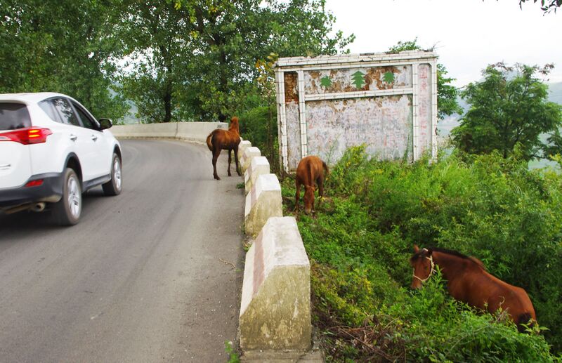 File:206RoadHorsesByRichard.jpg