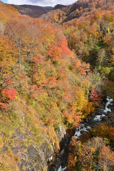 File:Tamugigawa Drop2.jpg